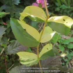 Location: Massachusetts garden
Date: September 21, 2019
Rare variegated sport, showing bold green and yellow leaf variega