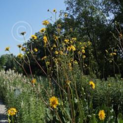 Location: Matthaei Botanical Gardens, Ann Arbor, MI
Date: 2011-07-21