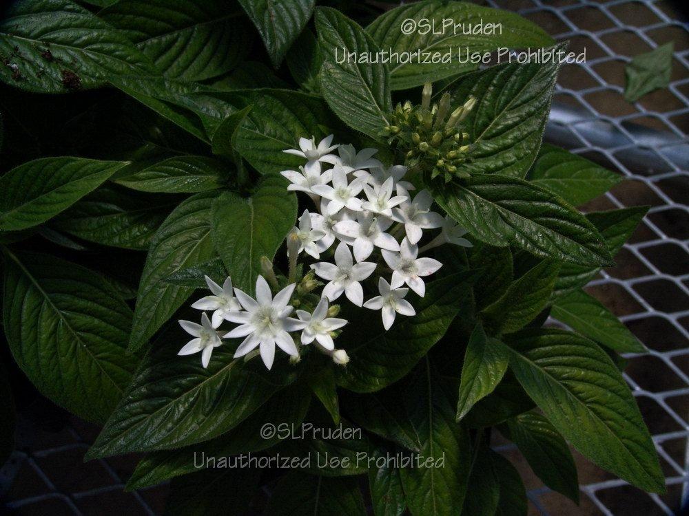 Photo of Egyptian Star Cluster (Pentas lanceolata Butterfly™ White) uploaded by DaylilySLP