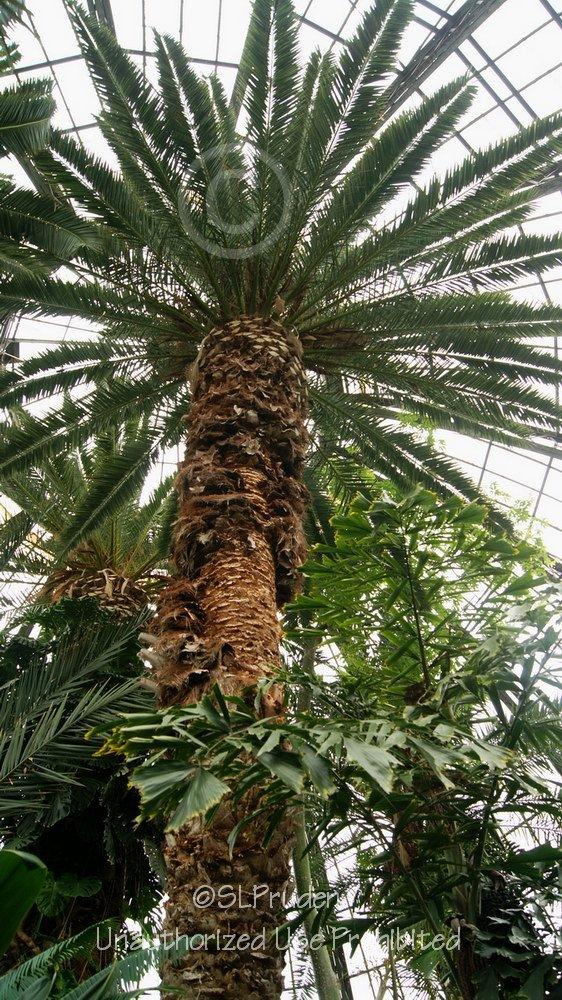 Photo of Canary Date Palm (Phoenix canariensis) uploaded by DaylilySLP