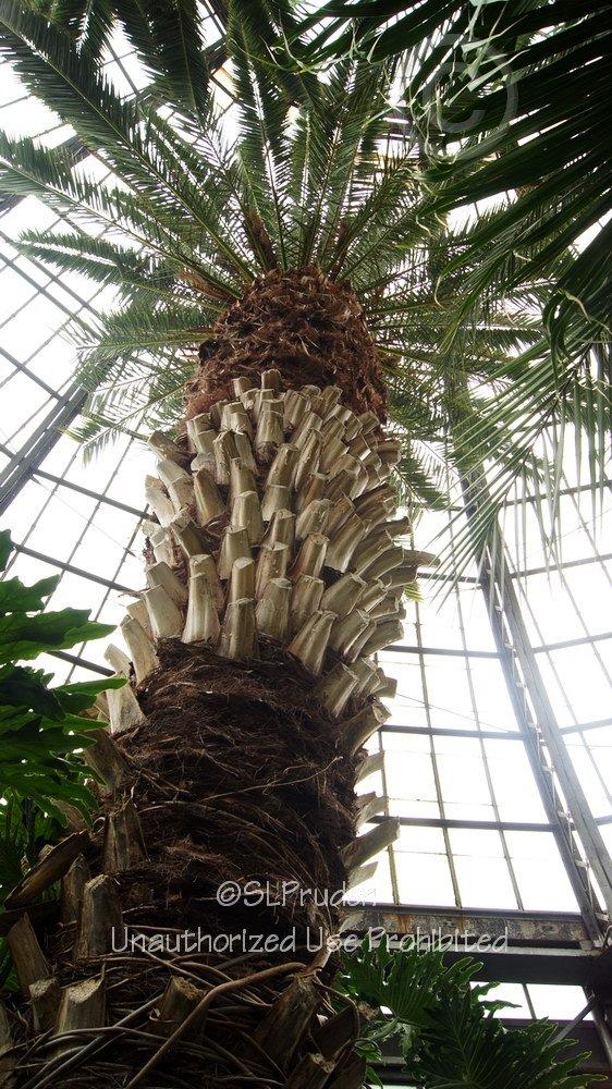 Photo of Canary Date Palm (Phoenix canariensis) uploaded by DaylilySLP