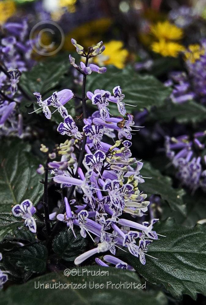 Photo of Spur Flower (Plectranthus Mona Lavender) uploaded by DaylilySLP