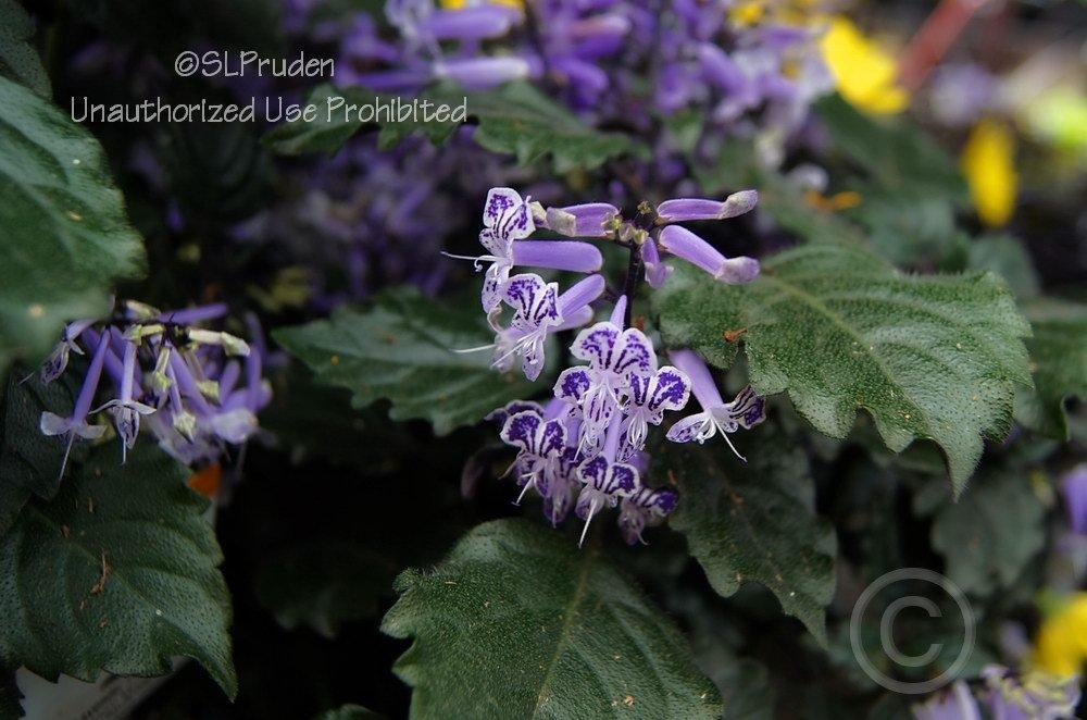 Photo of Spur Flower (Plectranthus Mona Lavender) uploaded by DaylilySLP