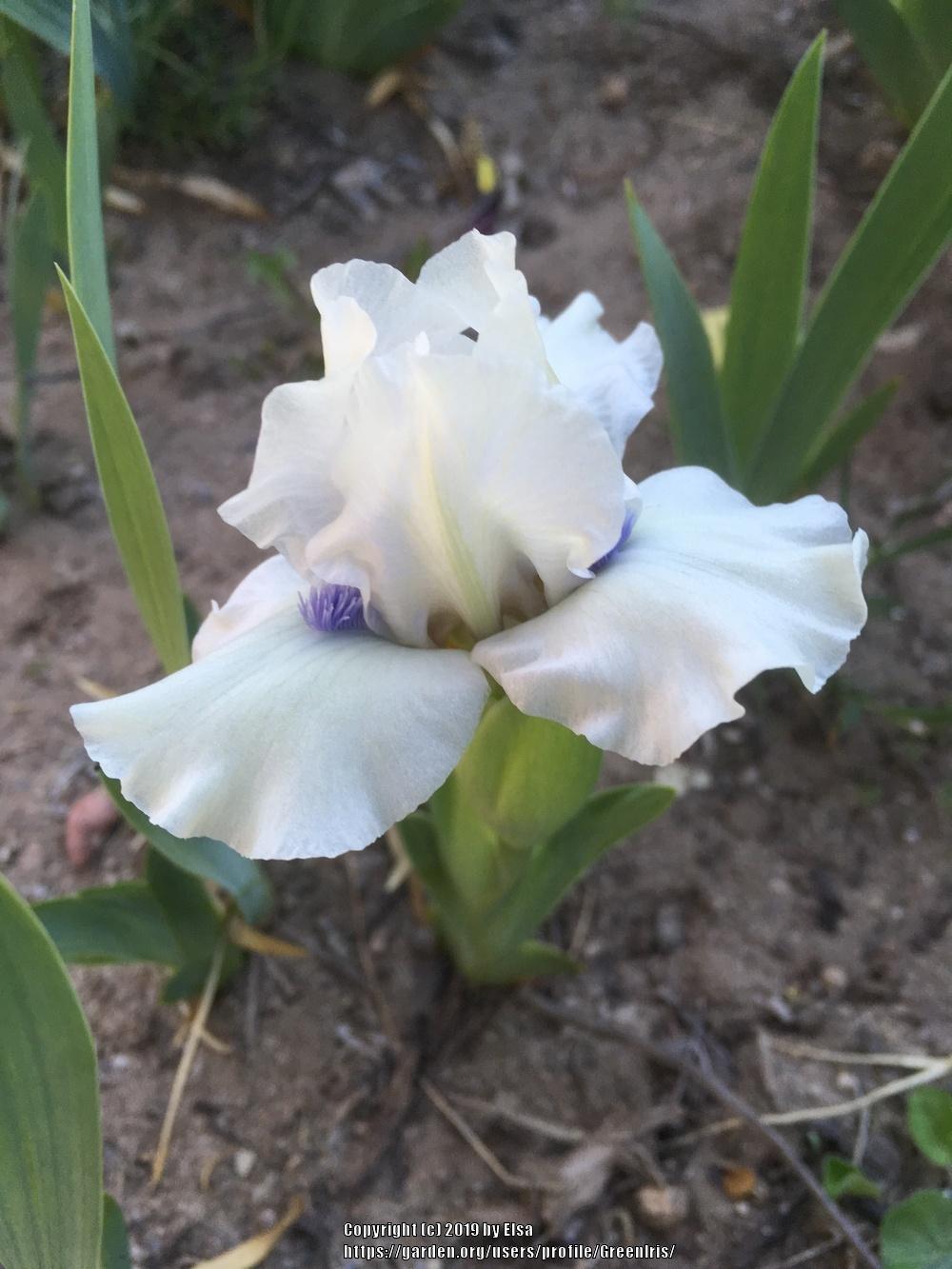 Photo of Standard Dwarf Bearded Iris (Iris 'Bluebeard's Ghost') uploaded by GreenIris