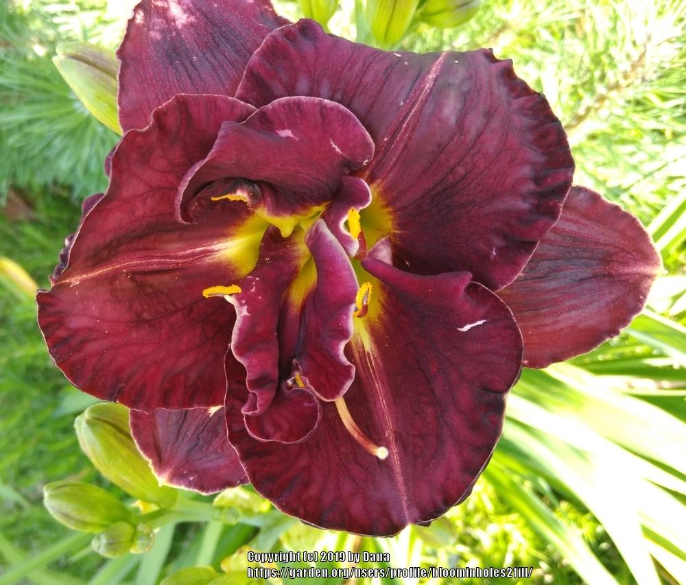 Photo of Daylily (Hemerocallis 'Velvet Onyx') uploaded by bloominholes2fill