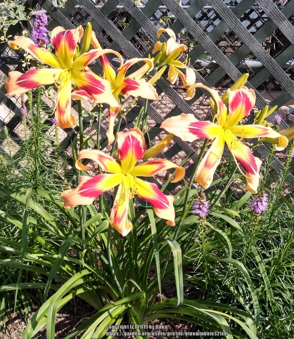 Photo of Daylily (Hemerocallis 'Wild and Wonderful') uploaded by bloominholes2fill