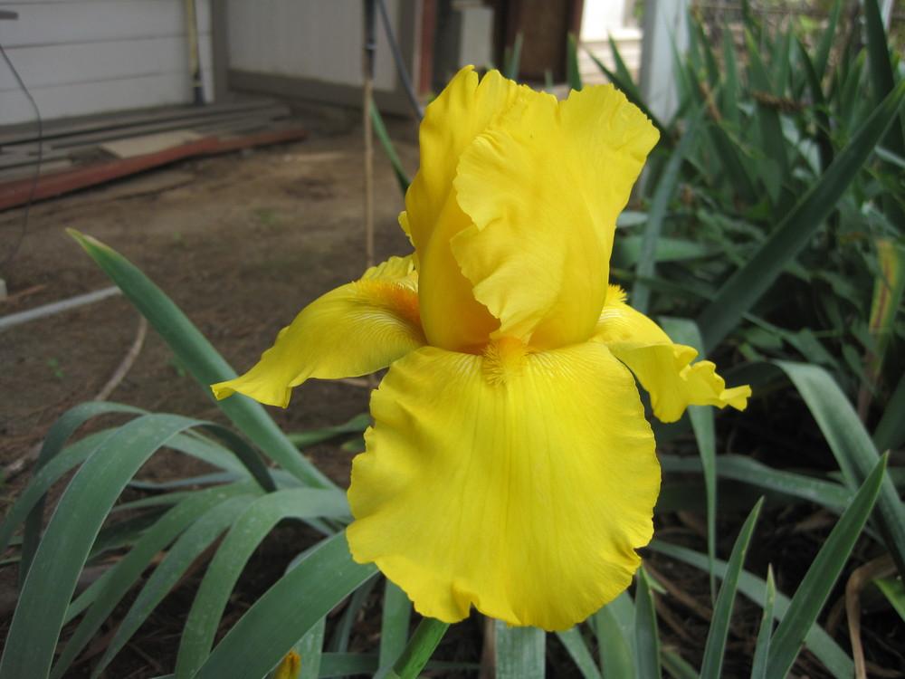 Photo of Tall Bearded Iris (Iris 'Cote d'Or') uploaded by shalyn