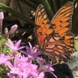 
Date: 2019-09-16
Pentas & Butterfly