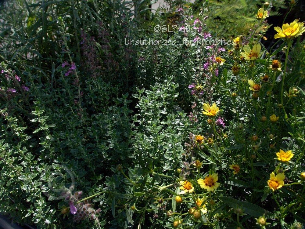 Photo of Wall Germander (Teucrium chamaedrys) uploaded by DaylilySLP