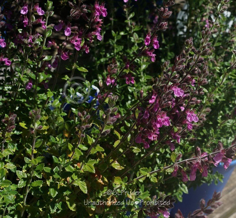 Photo of Wall Germander (Teucrium chamaedrys) uploaded by DaylilySLP