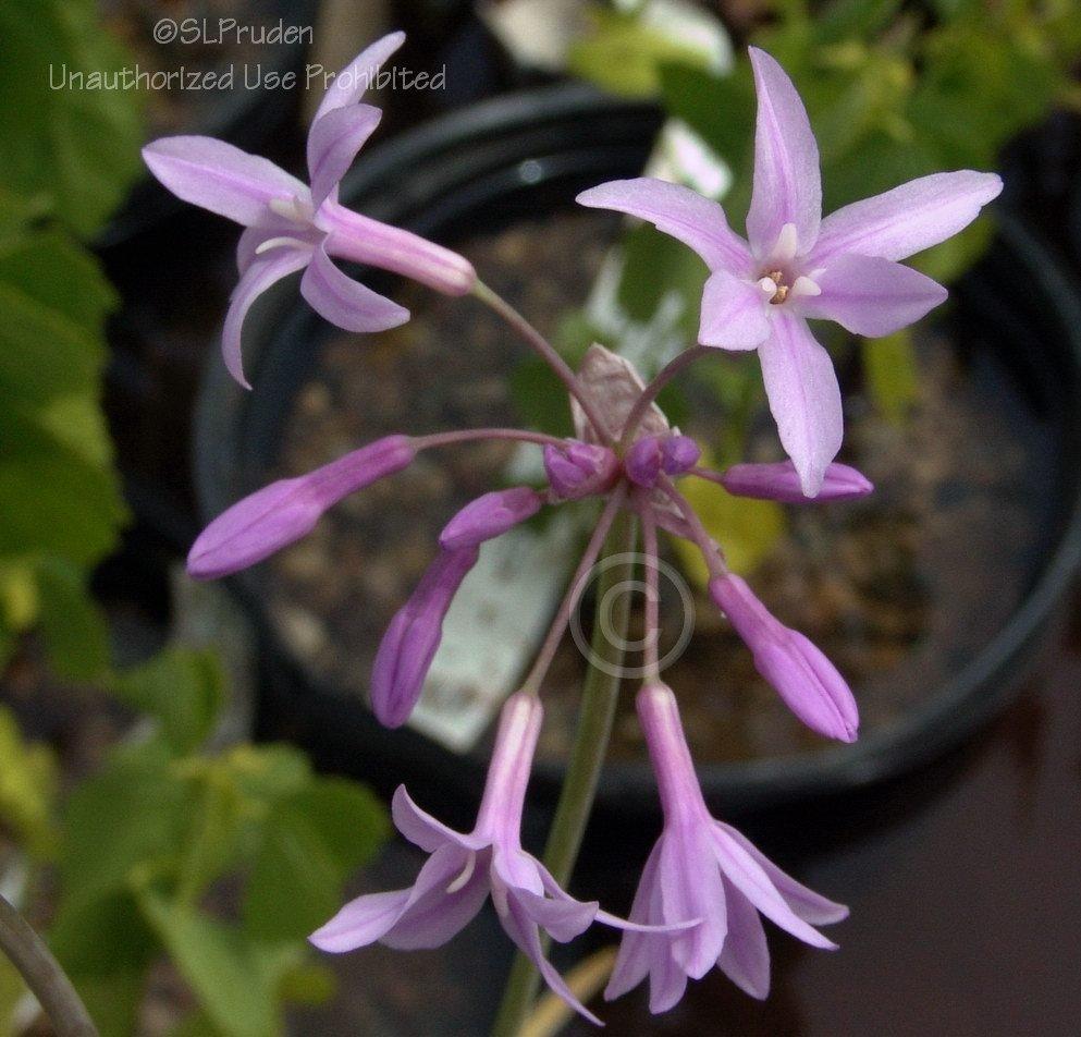 Photo of Variegated Society Garlic (Tulbaghia violacea 'Silver Lace') uploaded by DaylilySLP