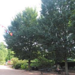 Location: Morton Arboretum in Lisle, Illinois
Date: 2019-09-17
three mature trees planted at place of origin