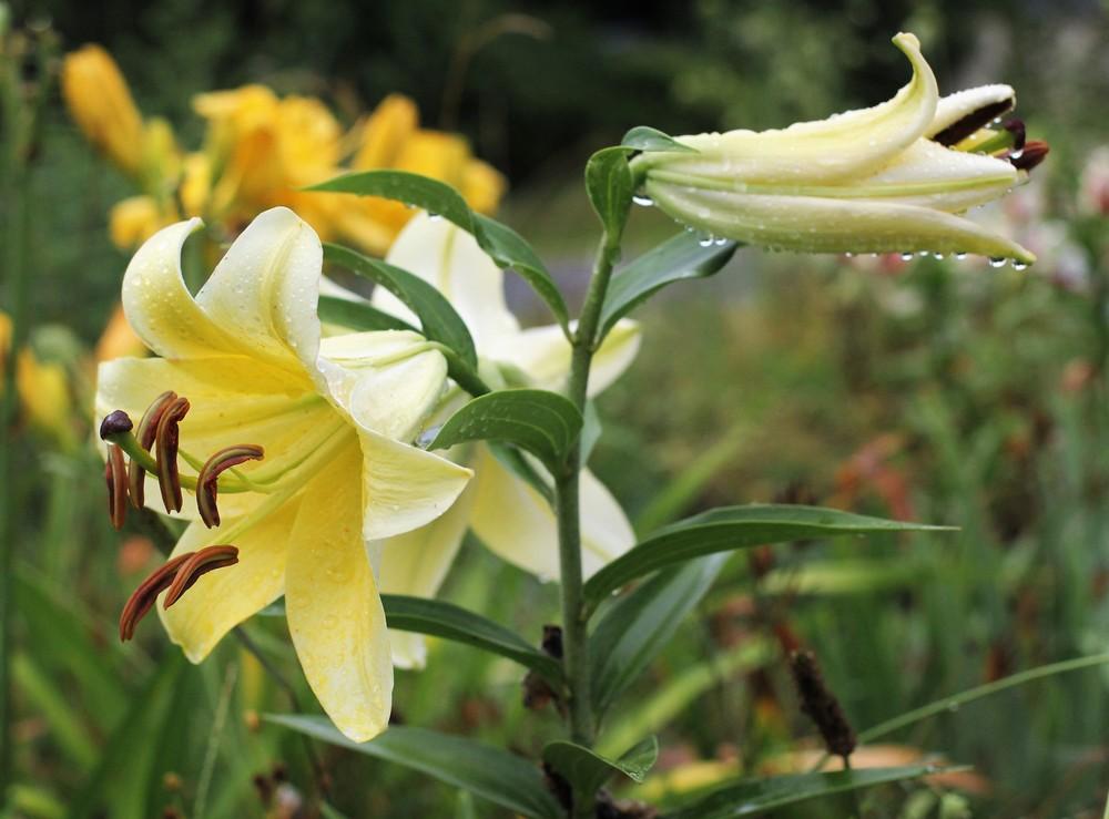 Photo of Lily (Lilium 'Conca d'Or') uploaded by cinvasko