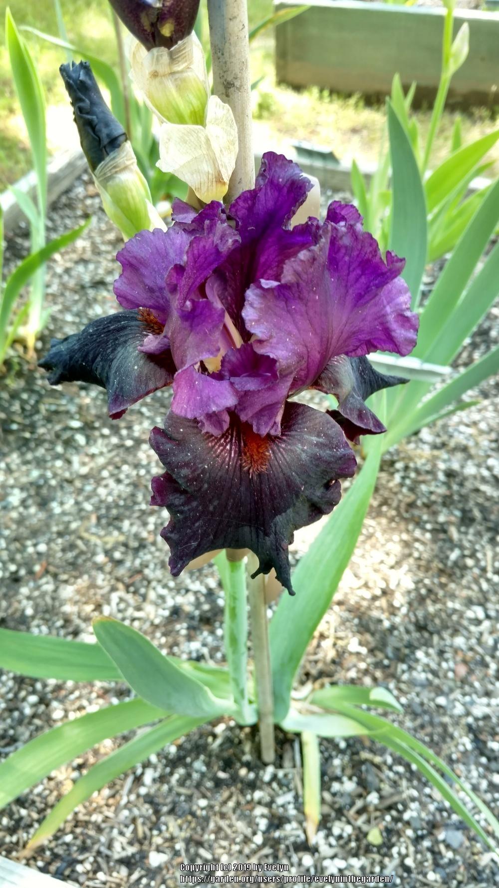 Photo of Tall Bearded Iris (Iris 'Storm Rider') uploaded by evelyninthegarden