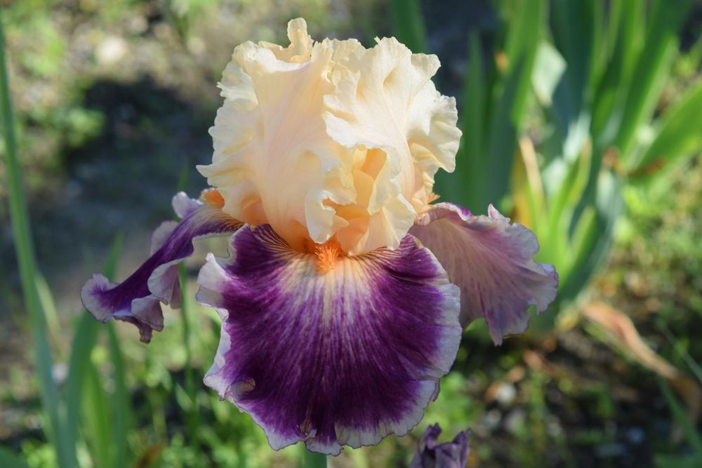 Photo of Tall Bearded Iris (Iris 'Cosmopoly') uploaded by Dachsylady86