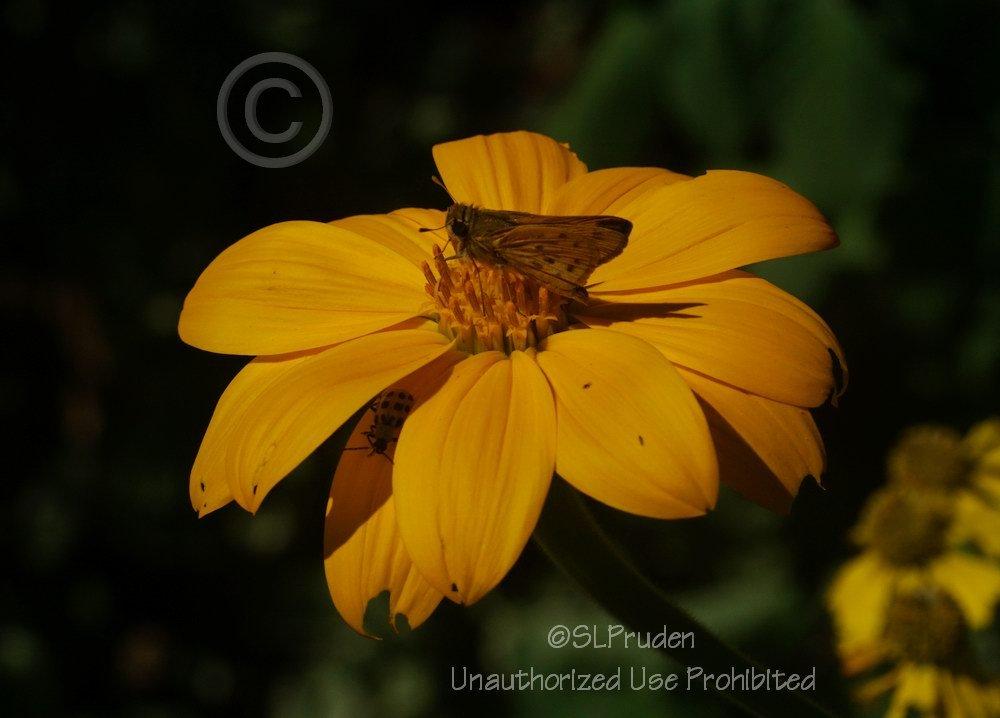 Photo of Mexican Sunflower (Tithonia rotundifolia) uploaded by DaylilySLP