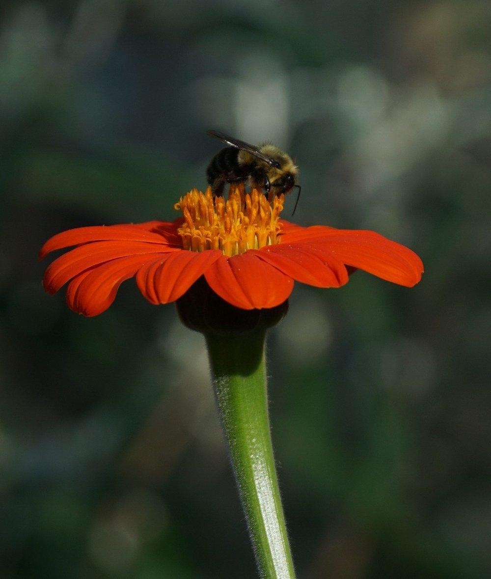 Photo of Mexican Sunflower (Tithonia rotundifolia) uploaded by DaylilySLP