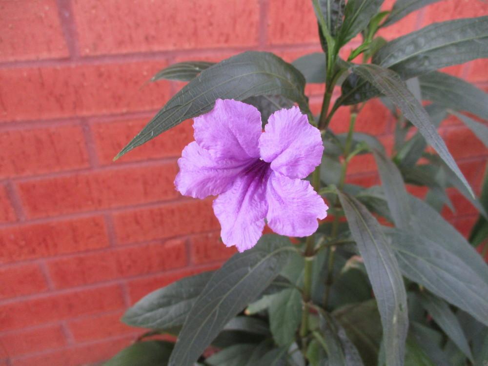 Photo of Mexican Petunia (Ruellia simplex 'Purple Showers') uploaded by Peggy8b