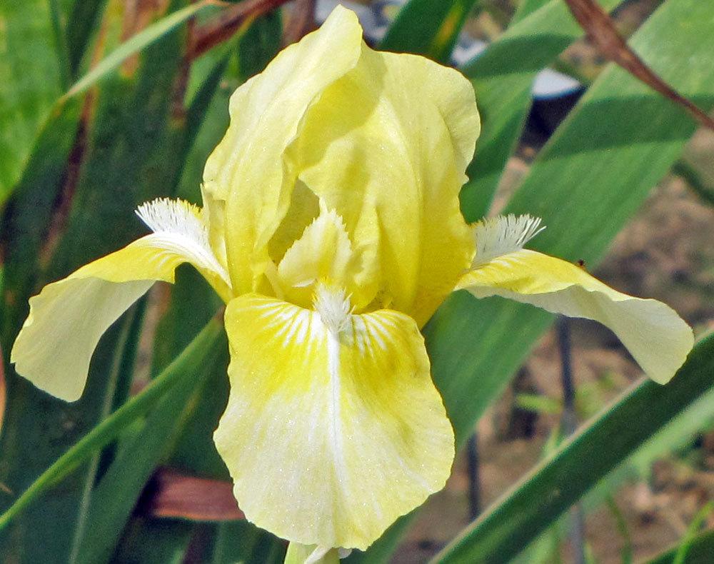 Photo of Standard Dwarf Bearded Iris (Iris 'Baby Blessed') uploaded by TBGDN