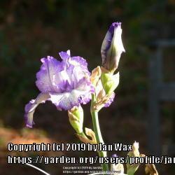Photo of Tall Bearded Iris (Iris 'Autumn Circus') uploaded by janwax