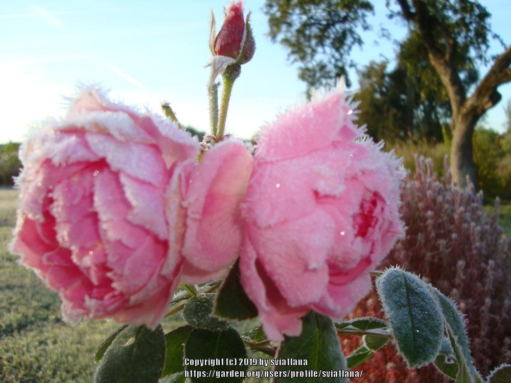 Photo of Rose (Rosa 'Prairie Joy') uploaded by sviatlana