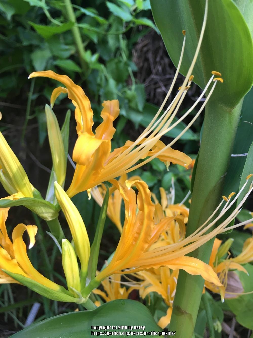 Photo of Golden Spider Lily (Lycoris chinensis) uploaded by piksihk