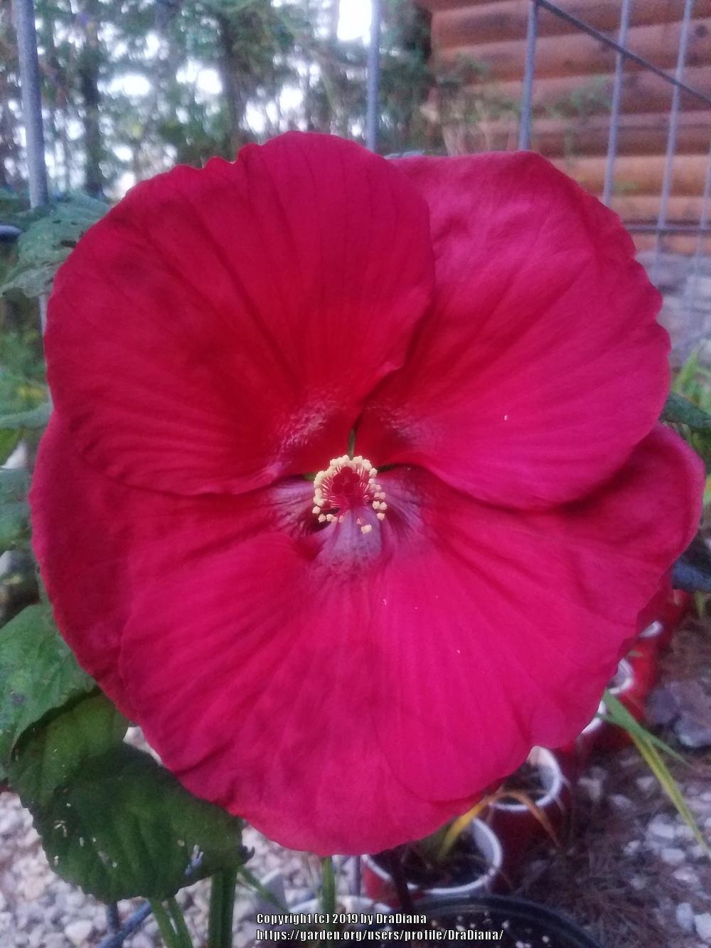 Photo of Hybrid Hardy Hibiscus (Hibiscus 'Purple Hearts') uploaded by DraDiana