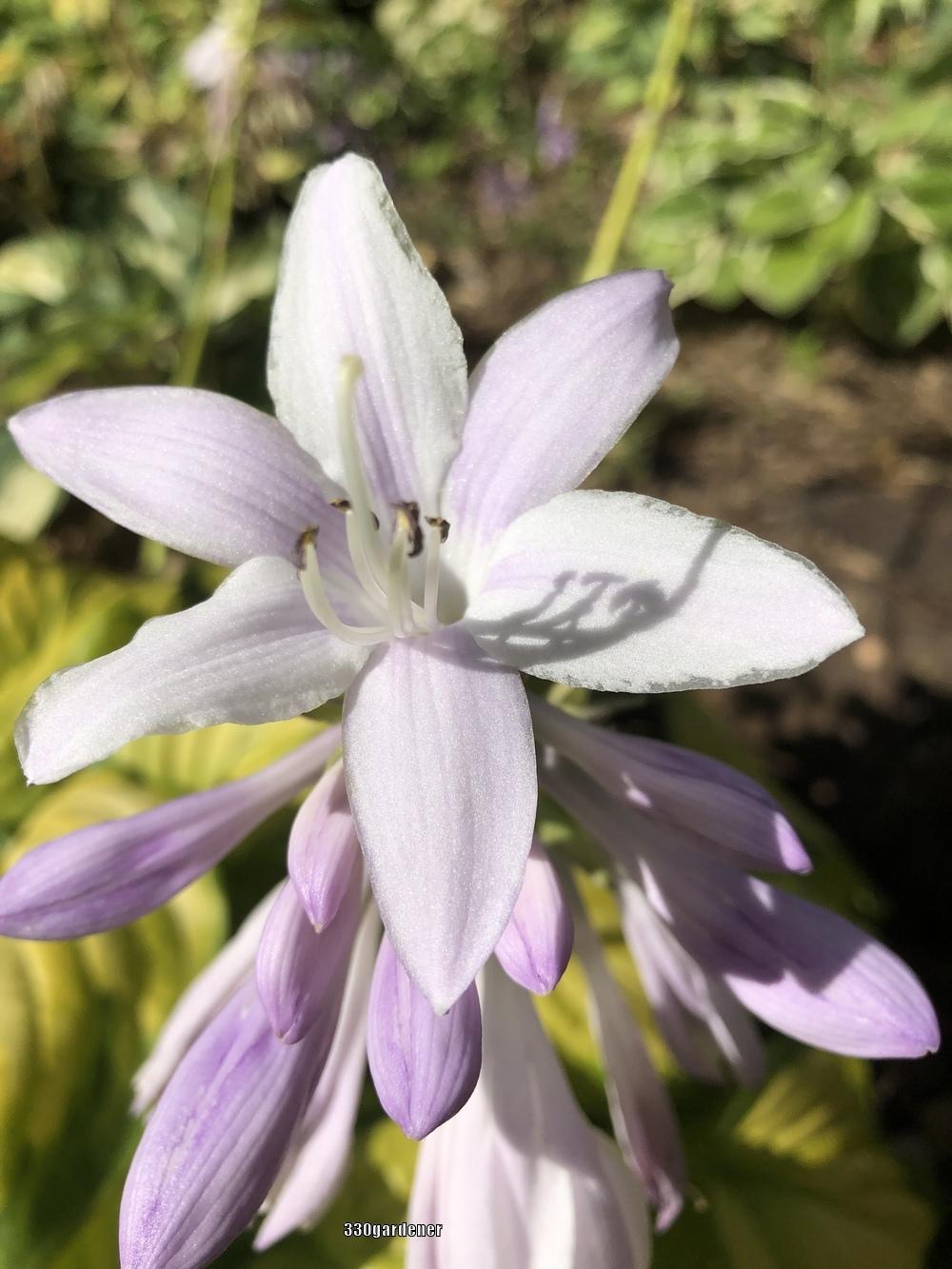 Photo of Hosta 'Stained Glass' uploaded by crawgarden