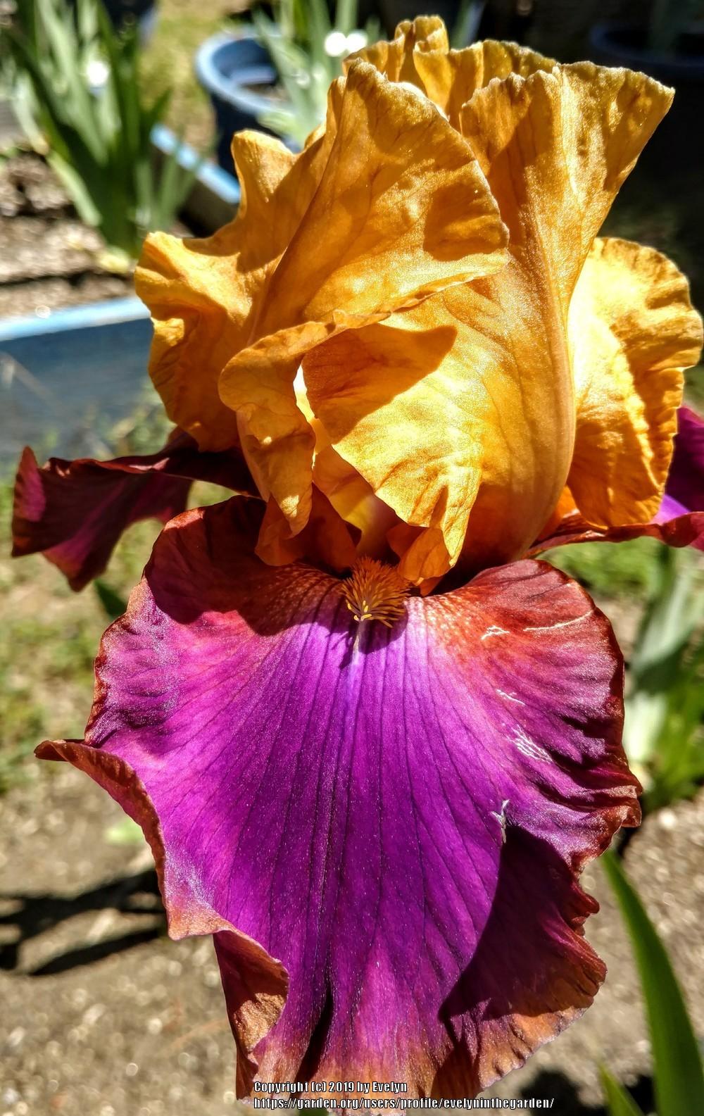 Photo of Tall Bearded Iris (Iris 'Syncopation') uploaded by evelyninthegarden
