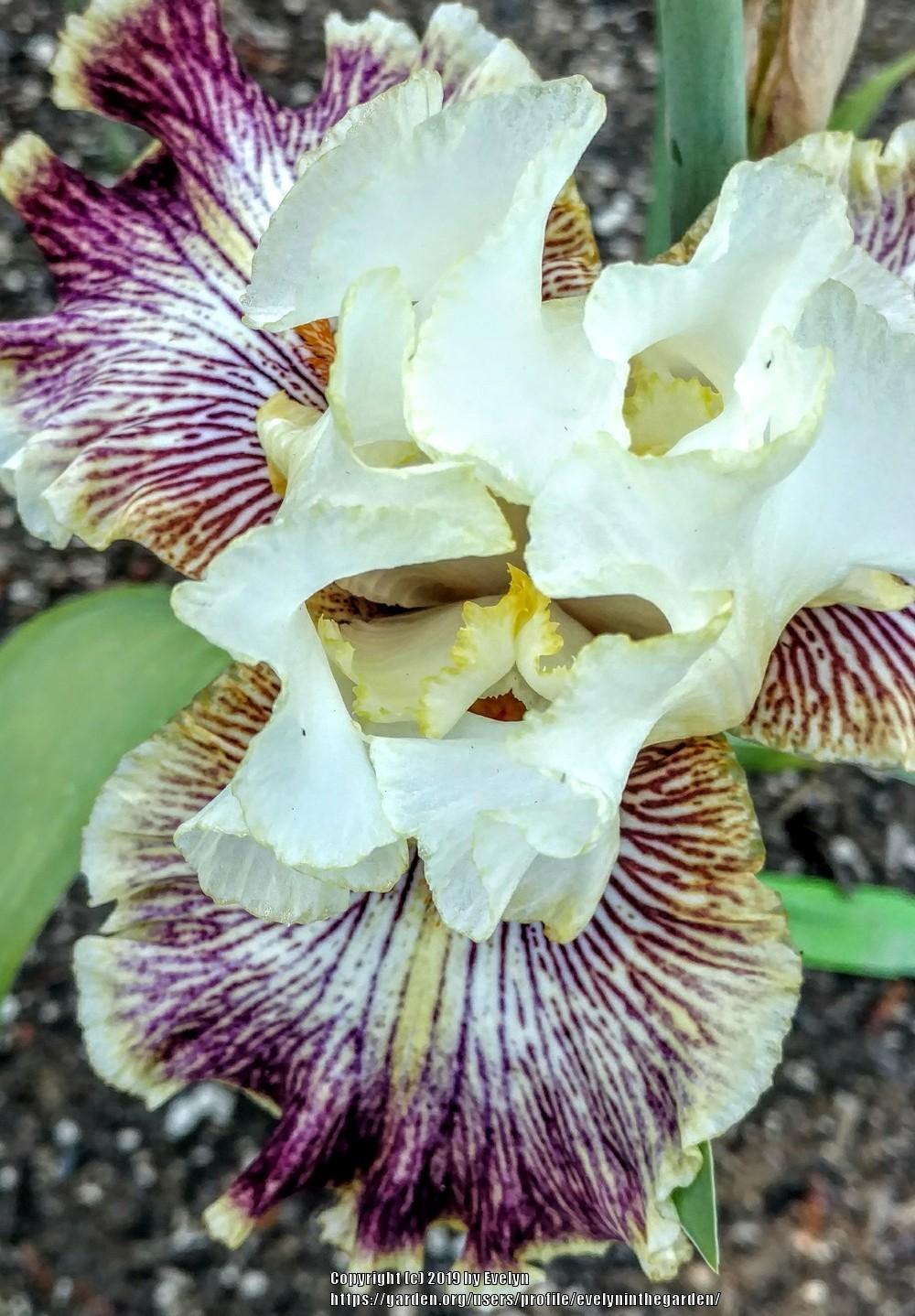 Photo of Tall Bearded Iris (Iris 'Insaniac') uploaded by evelyninthegarden