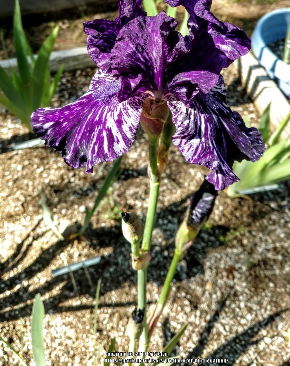 Photo of Tall Bearded Iris (Iris 'Jumpin Jack Flash') uploaded by evelyninthegarden