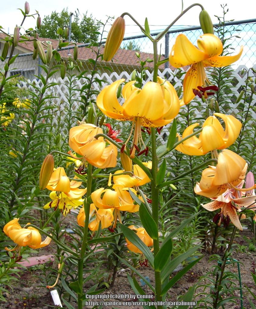 Photo of Lily (Lilium 'Orange Valley') uploaded by pardalinum