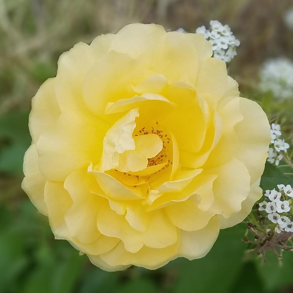 Photo of Floribunda Rose (Rosa 'Julia Child') uploaded by OrganicJen