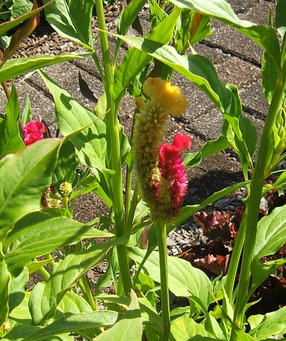 Photo of Cockscomb (Cristata Group) (Celosia argentea 'Kurume Corona') uploaded by pirl