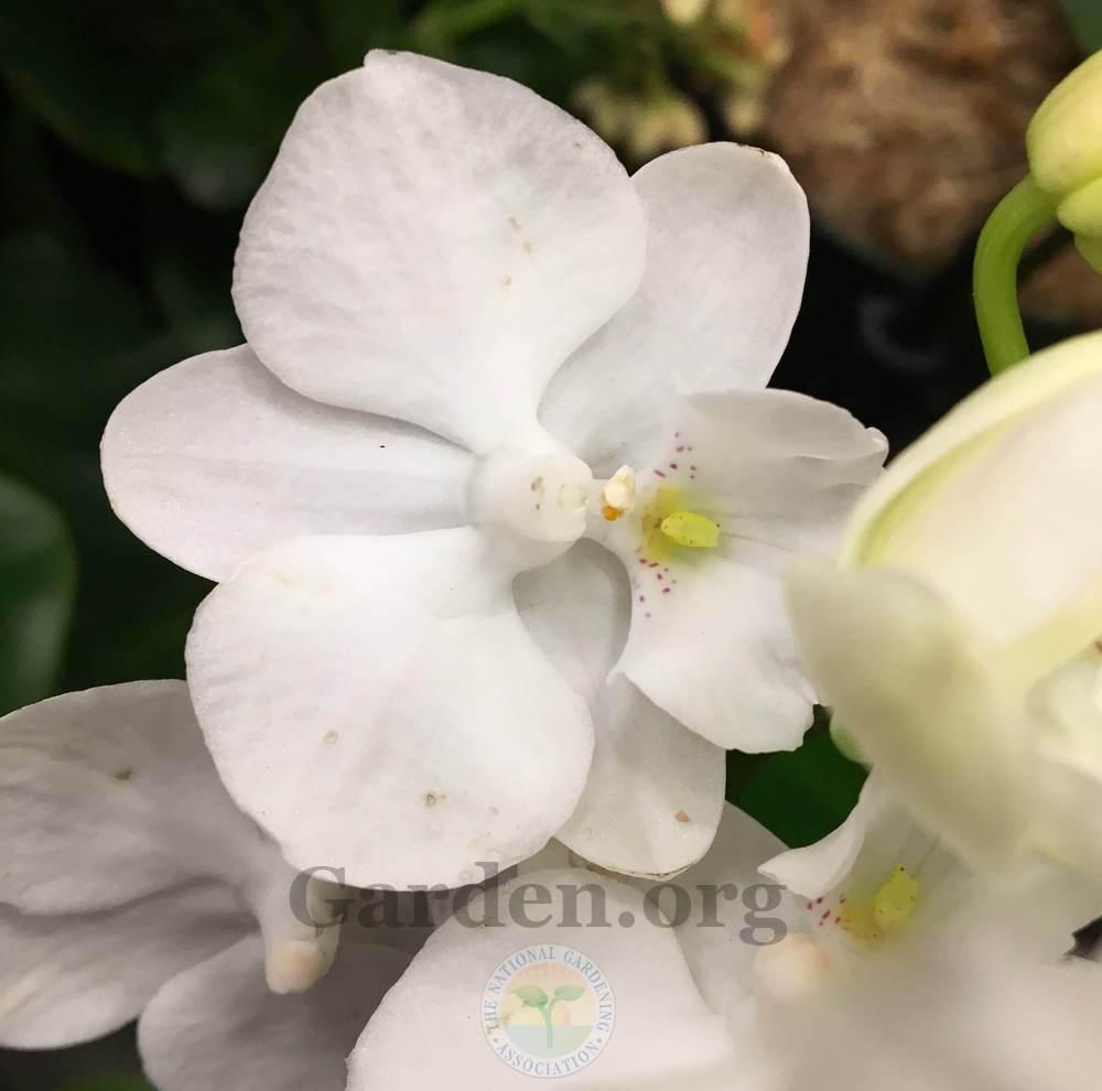 Photo of Moth Orchid (Phalaenopsis) uploaded by BlueOddish