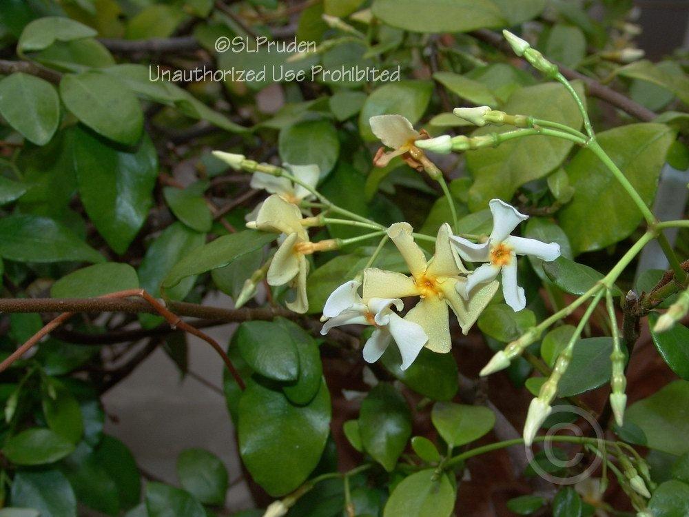 Photo of Asiatic Jasmine (Trachelospermum asiaticum) uploaded by DaylilySLP