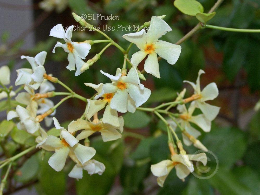 Photo of Asiatic Jasmine (Trachelospermum asiaticum) uploaded by DaylilySLP