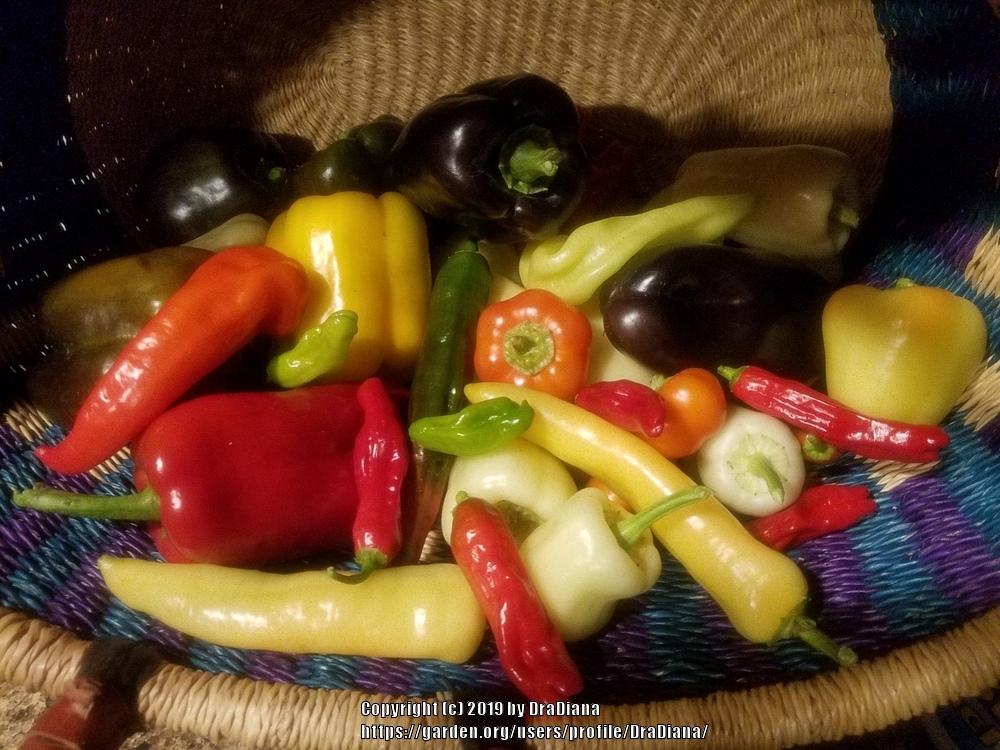 Photo of Peppers (Capsicum) uploaded by DraDiana