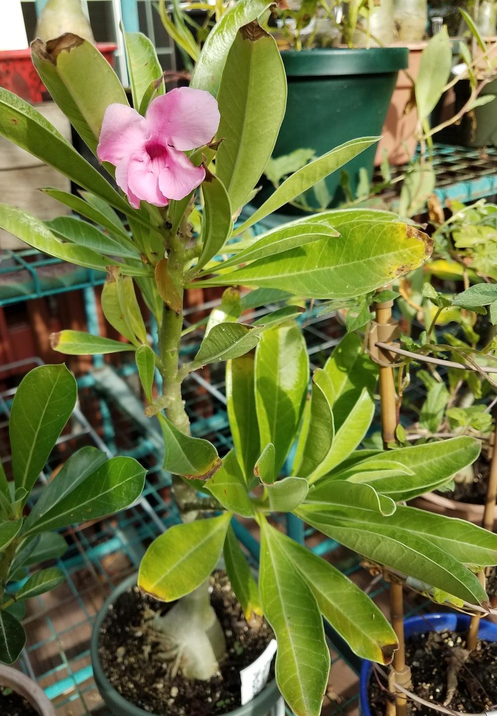 Photo of Desert Rose (Adenium obesum subsp. swazicum) uploaded by Gerris2