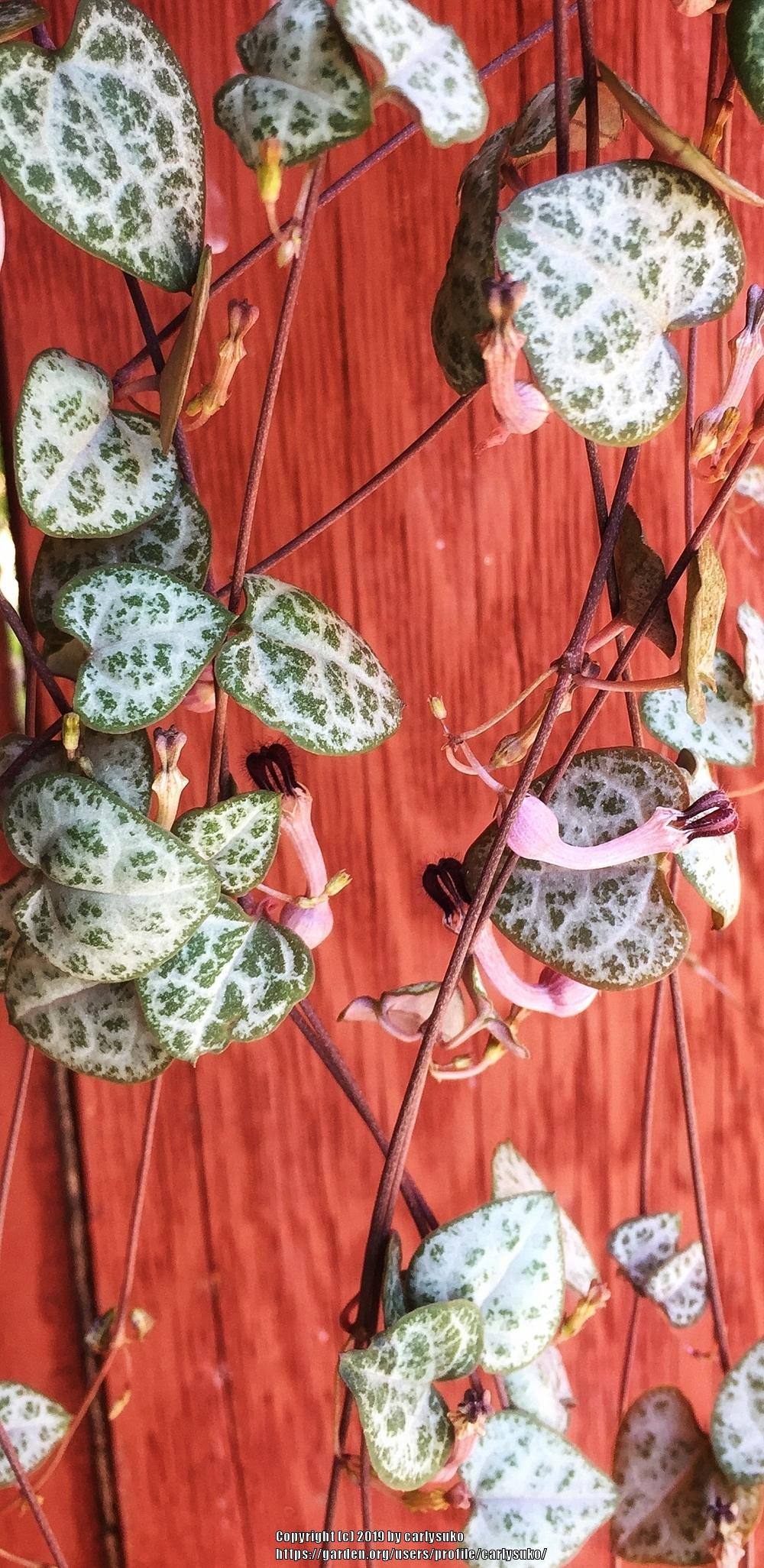 Photo of String of Hearts (Ceropegia woodii) uploaded by carlysuko