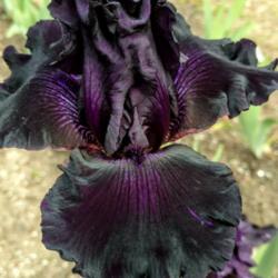 Location: My garden
Date: 2019-05-24
It's like dark purple/black velvet!