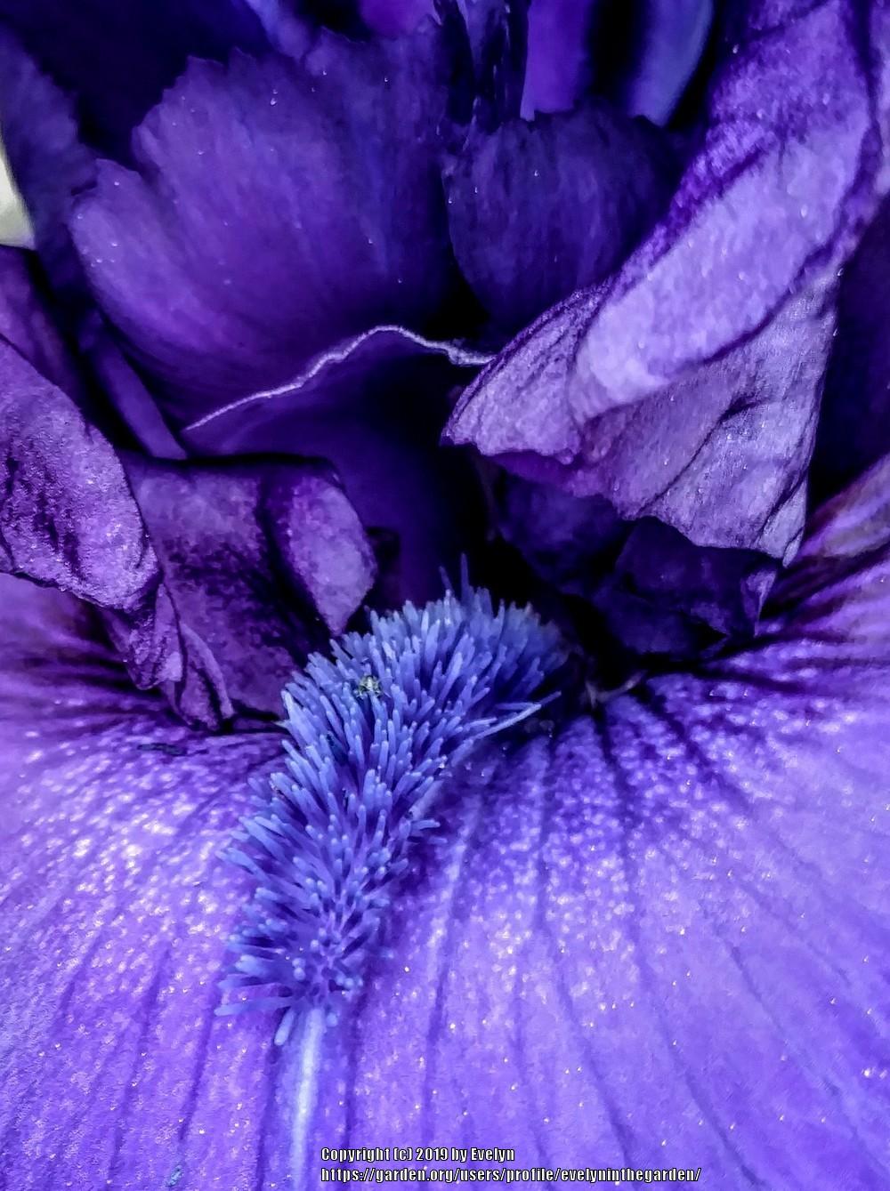 Photo of Tall Bearded Iris (Iris 'Dusky Challenger') uploaded by evelyninthegarden