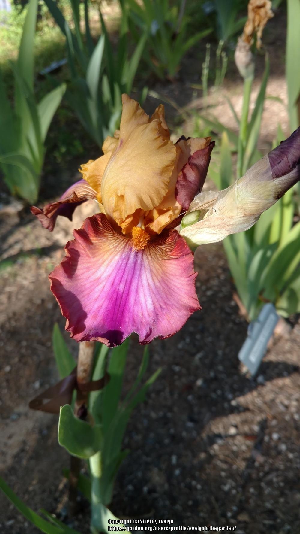 Photo of Tall Bearded Iris (Iris 'Class Clown') uploaded by evelyninthegarden