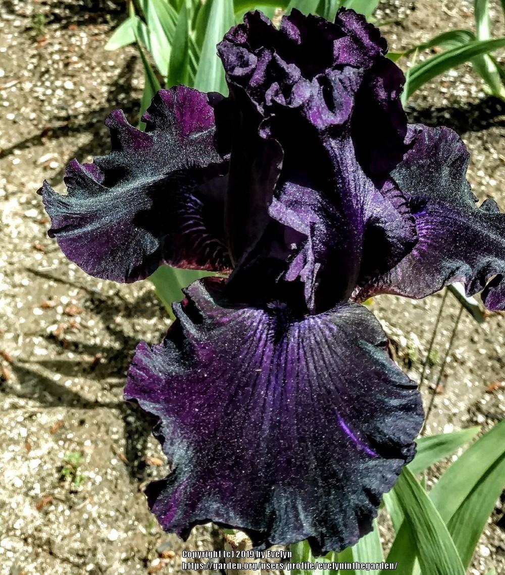 Photo of Tall Bearded Iris (Iris 'Ozark Rebounder') uploaded by evelyninthegarden