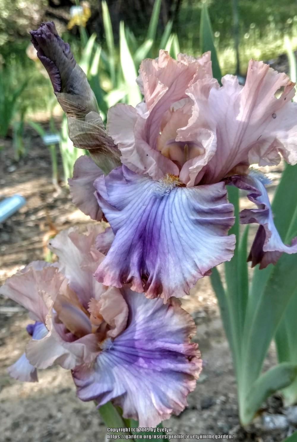 Photo of Tall Bearded Iris (Iris 'Florentine Silk') uploaded by evelyninthegarden
