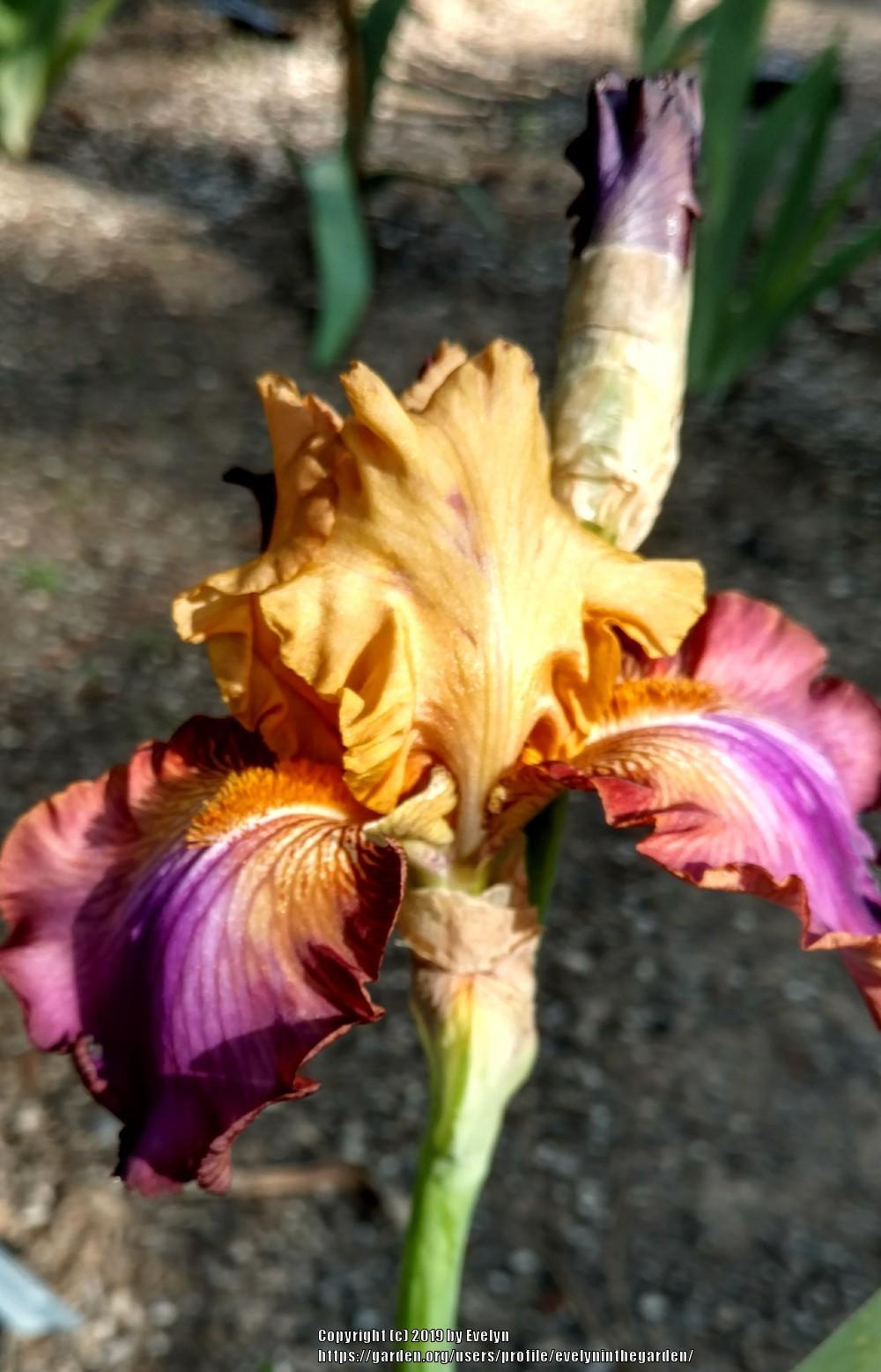 Photo of Tall Bearded Iris (Iris 'Class Clown') uploaded by evelyninthegarden