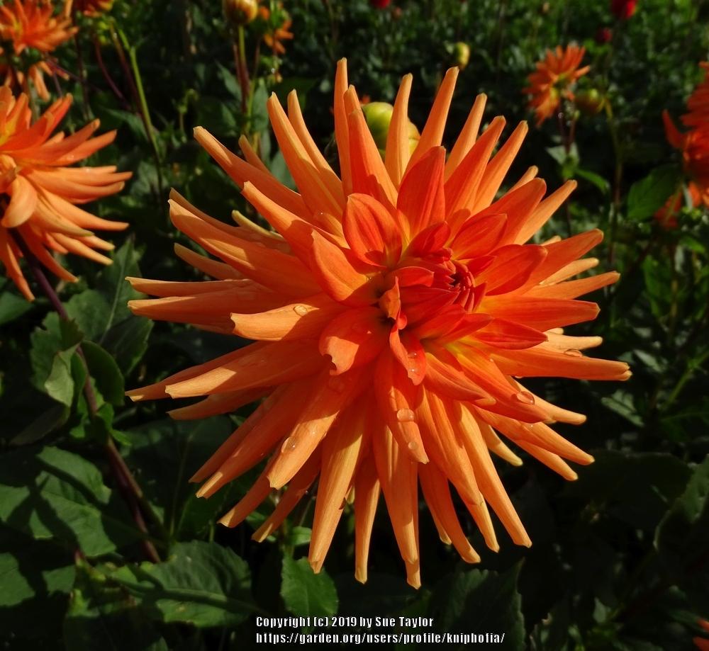 Photo of Dahlia 'Ruskin Marigold' uploaded by kniphofia