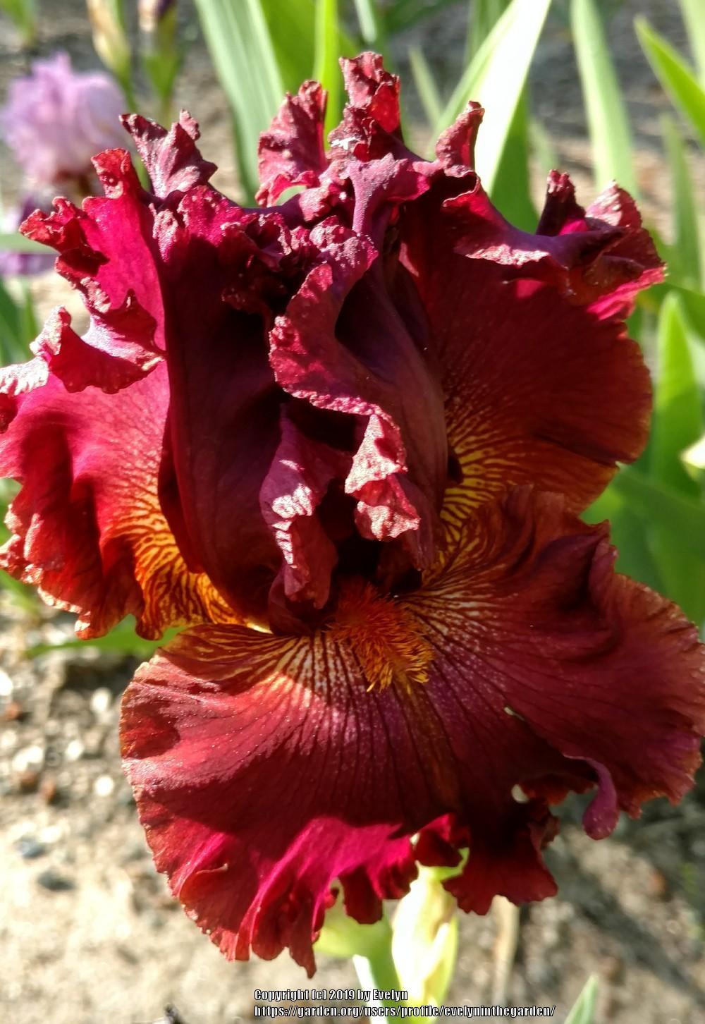 Photo of Tall Bearded Iris (Iris 'Ready for My Closeup') uploaded by evelyninthegarden