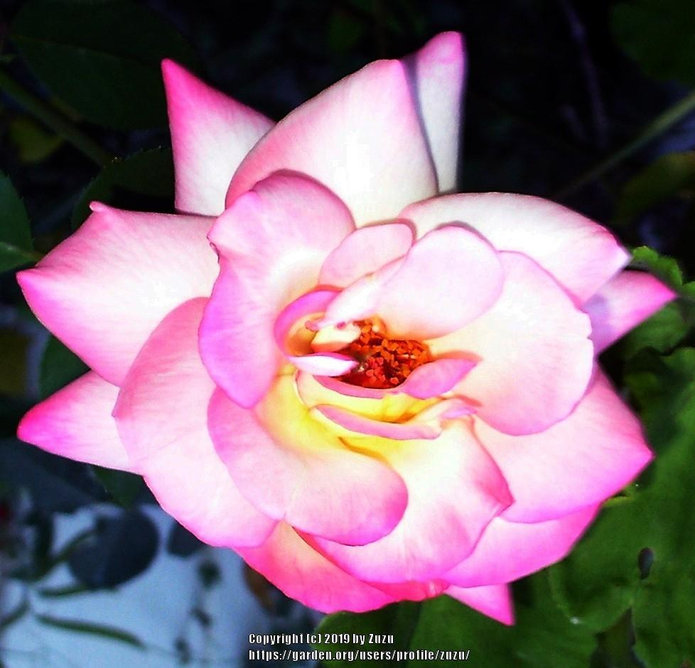 Photo of Rose (Rosa 'Operetta') uploaded by zuzu