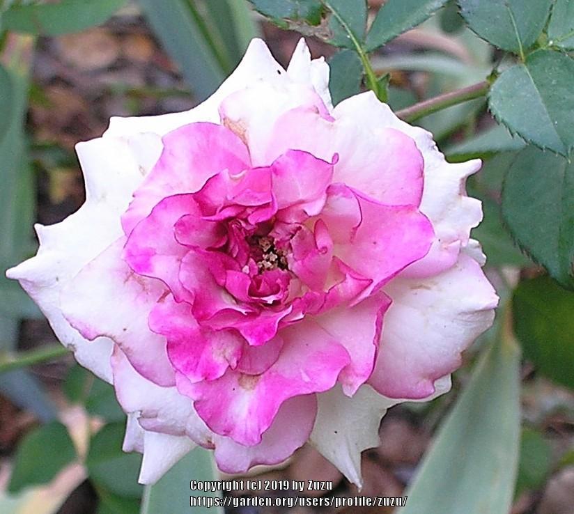 Photo of Rose (Rosa 'English Perfume') uploaded by zuzu